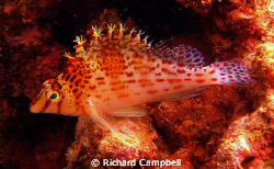 flowler-fins--sealife DC1000... by Richard Campbell 